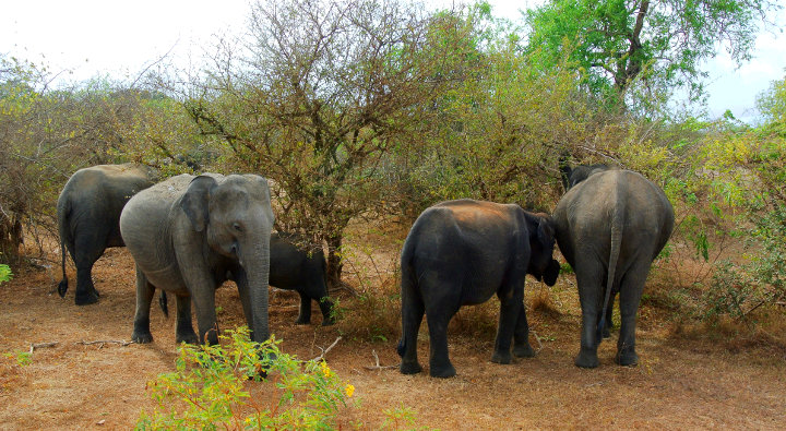 Diverse Sri Lanka